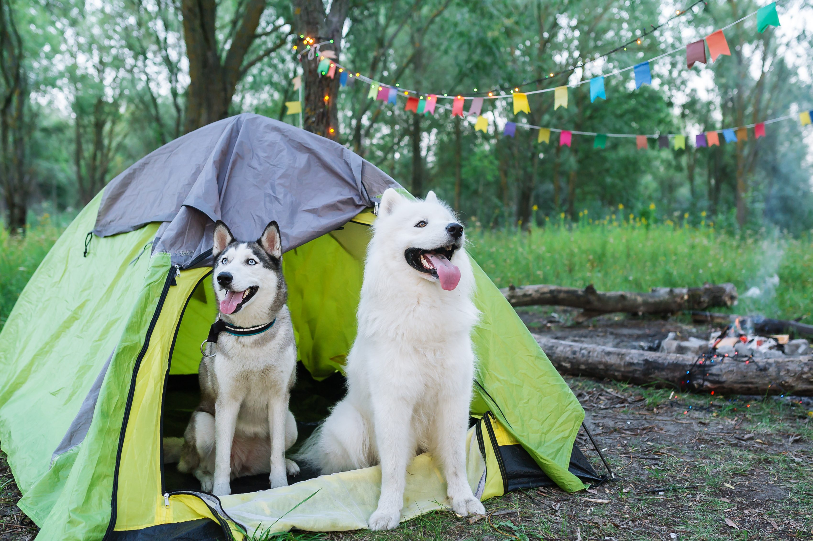 6 tips para disfrutar con tu perro un finde de camping sin lamentarlo