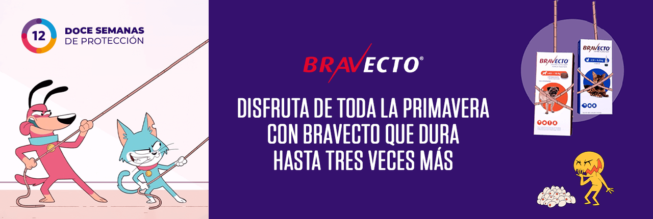 Disfruta de toda la primavera con Bravecto que dura hasta tres veces más