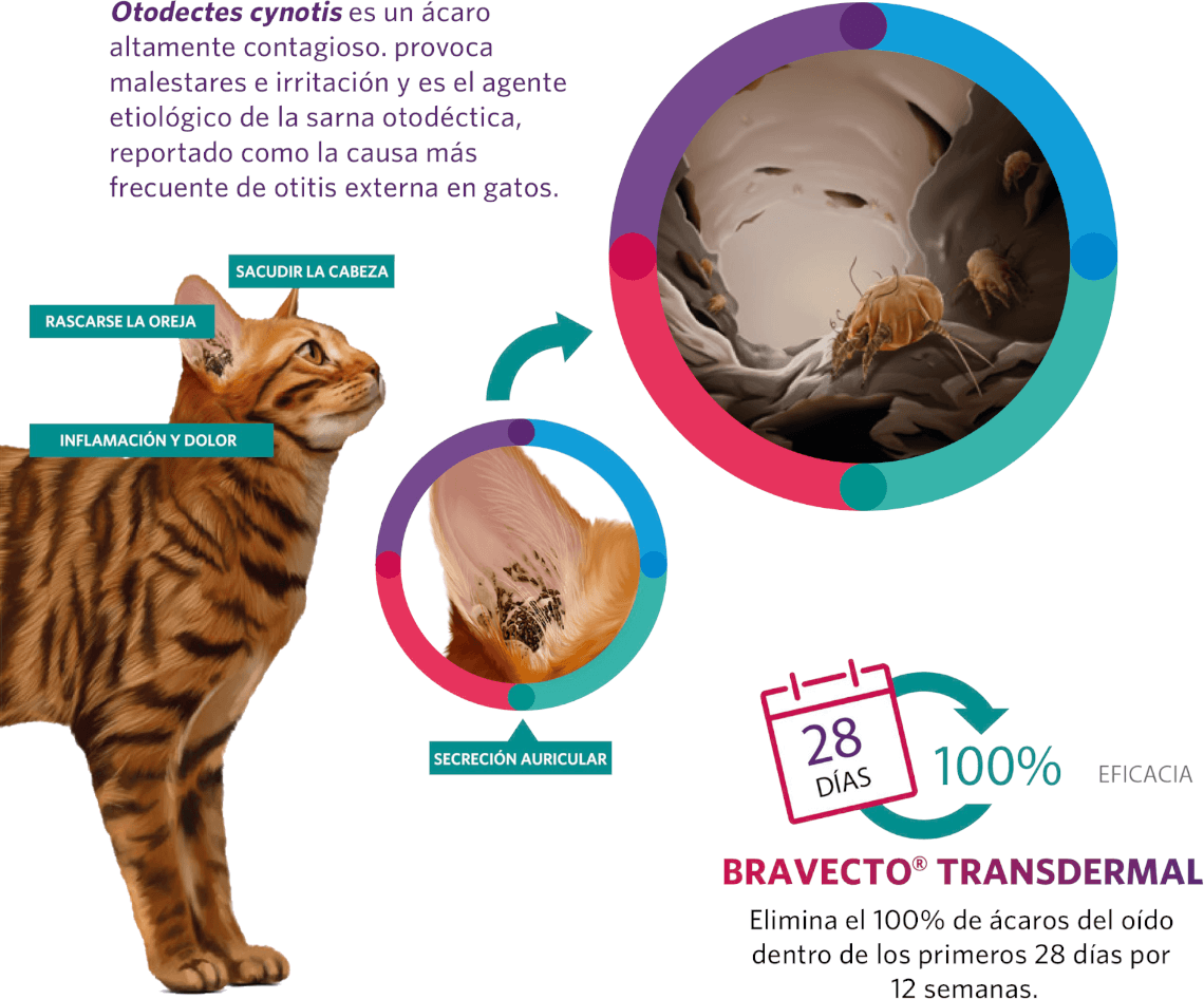 Otodectes cynotis es un ácaro altamente contagioso. rovoca malestares e irritación y es el agente etiológico de la sarna otodéctica, reportado como la causa más frecuente de otitis externa en gatos.