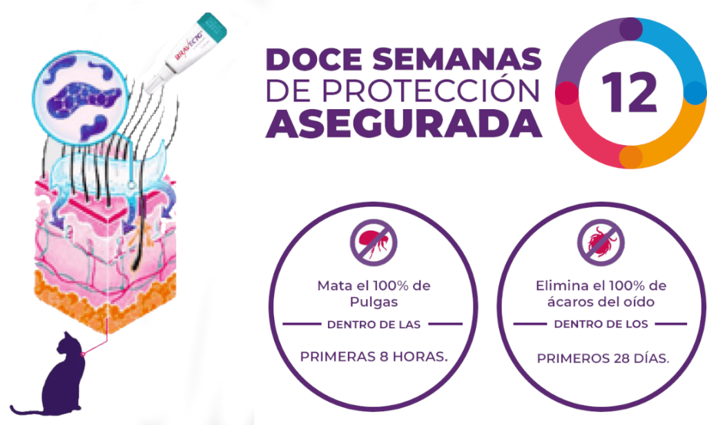 12 semanas de protección asegurada: mata el 100% de las pulgas, elimina el 100% de los ácaros del oído